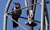flicker