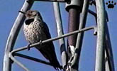 flicker