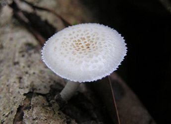 mushroom