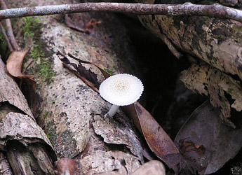 mushroom