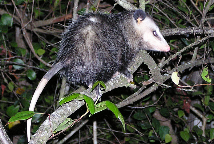 opossum