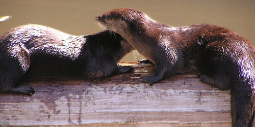 otters