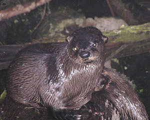 otter