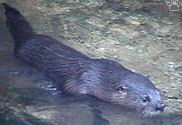 otter