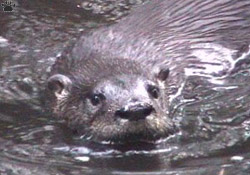 otter