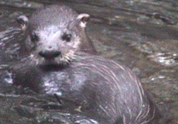 otter