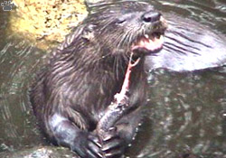 otter