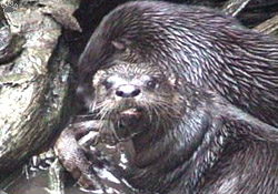 otter