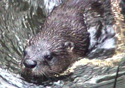 otter