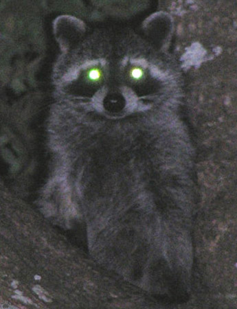 raccoon