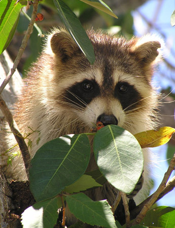 raccoon