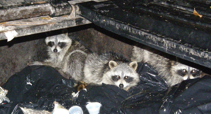 raccoons