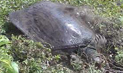 turtle