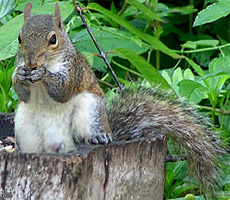 squirrel