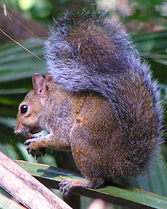 squirrel