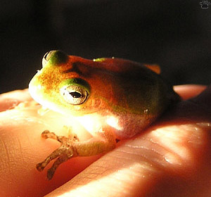 frog