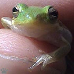 frog