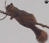 squirrel