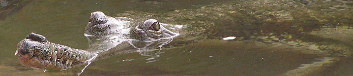 gharial