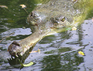 gharial