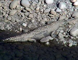 gharial