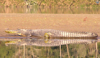 gharial