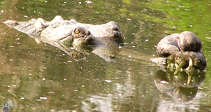 gharial