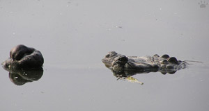 gharial