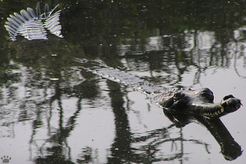 gharial