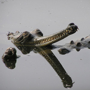 gharial