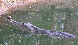 gharial