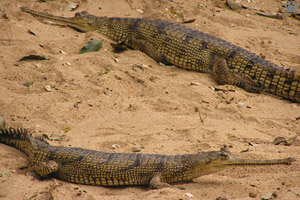 gharial