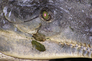 gharial