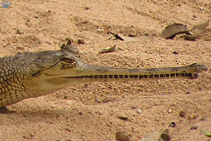 gharial