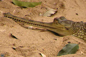 gharial