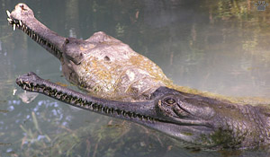 gharial