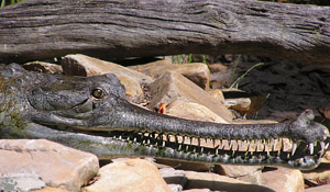 gharial