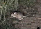 rat