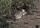 rat