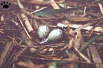 nest