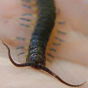 centipede