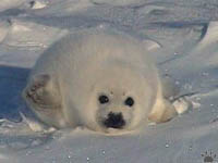 seal