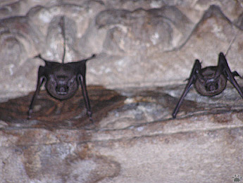 bats