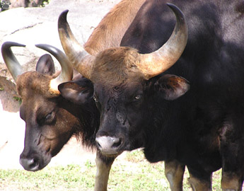 gaur