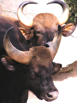 gaur