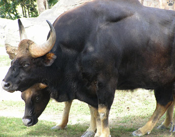 gaur