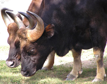 gaur