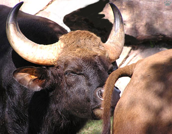 gaur