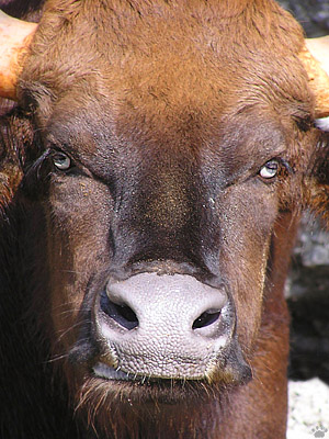 gaur