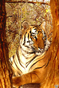 tiger